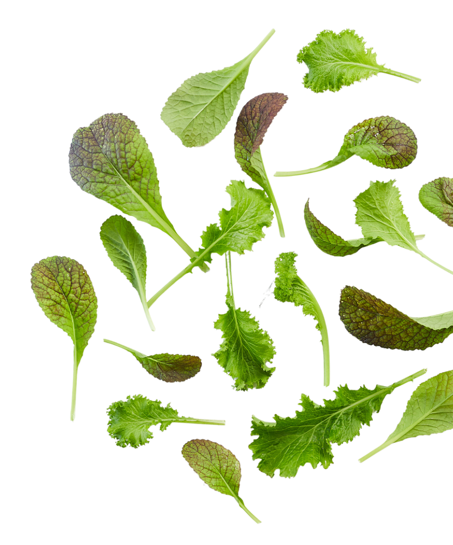 loose leaves-1 loose leaves-1